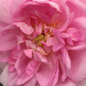 Spletna trgovina vrtnice - Damascena vrtnice - roza - Rosa Ispahan - Vrtnica intenzivnega vonja - - - Njeni majhni cvetovi se združijo v majhne skupine spomladi ali zgodnjem poletju.